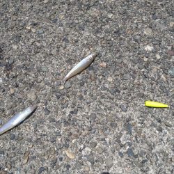 キス狙いでまさかの真鯛